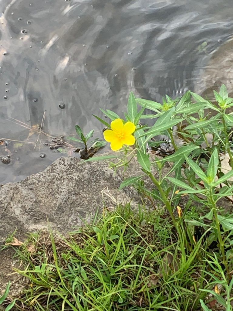 High Voltage Words. Yellow flower by water