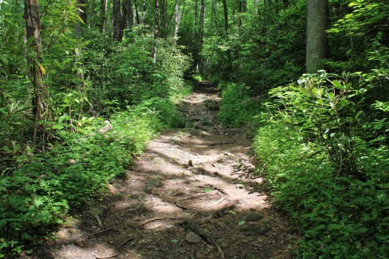 Obscure path through the woods