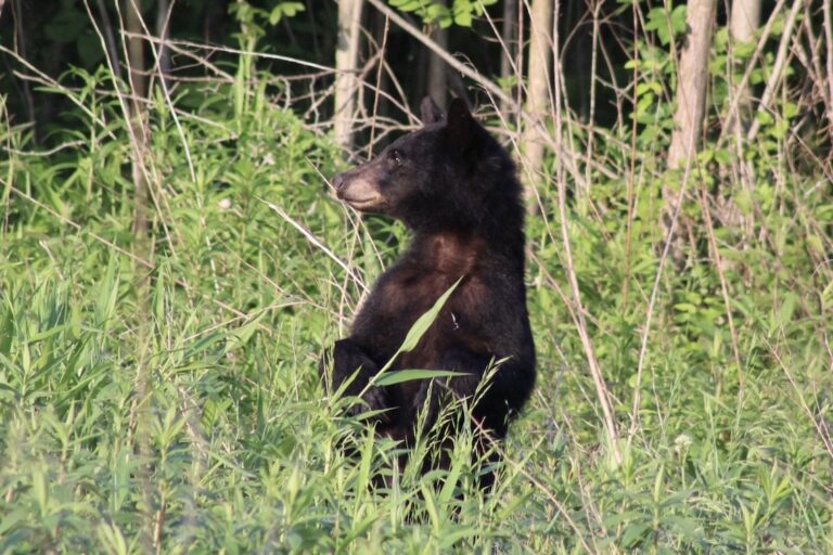 Bear standing up and looking around